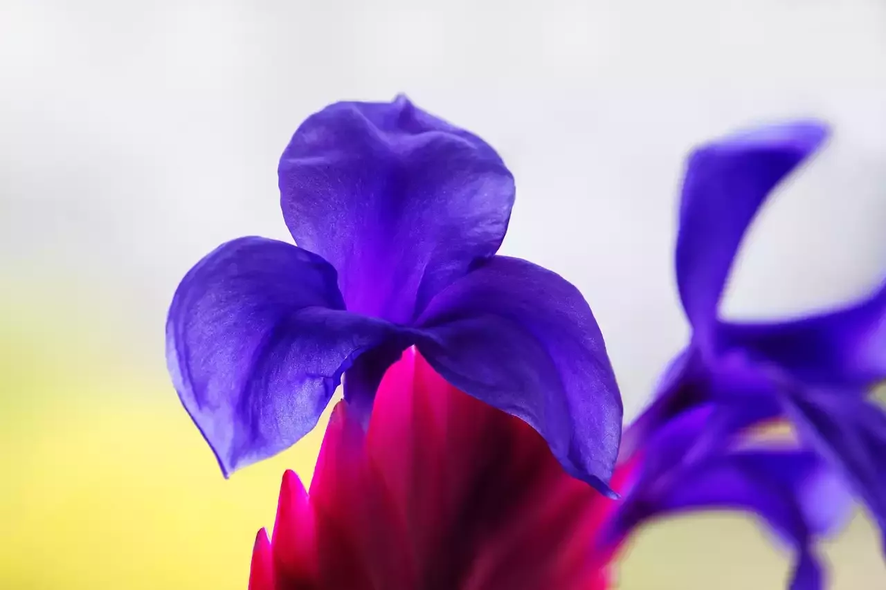 Striking Bromeliads for Living Walls Gardens