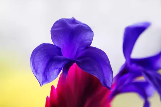 Striking Bromeliads for Living Walls Gardens