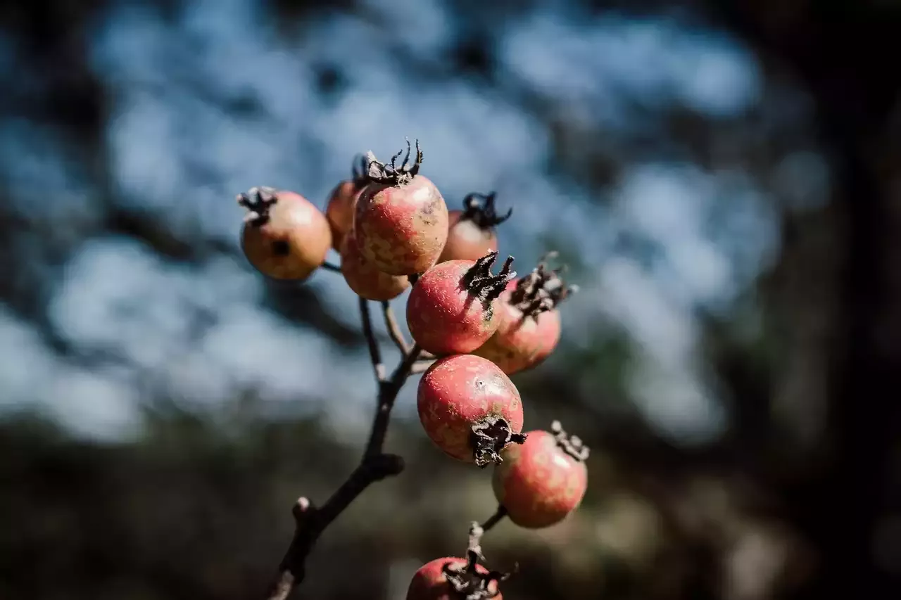How to Grow Sweet Orange Fruit Trees