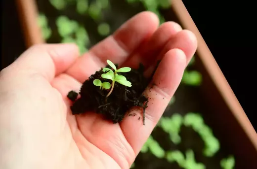 A-Z of Gardening Activities is a Great for Inspiration